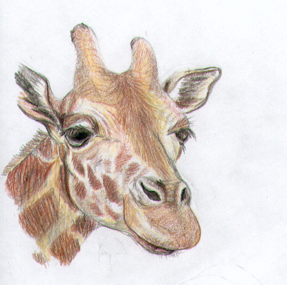 418x415 Pencil Crayon Giraffe By Myrrhiam