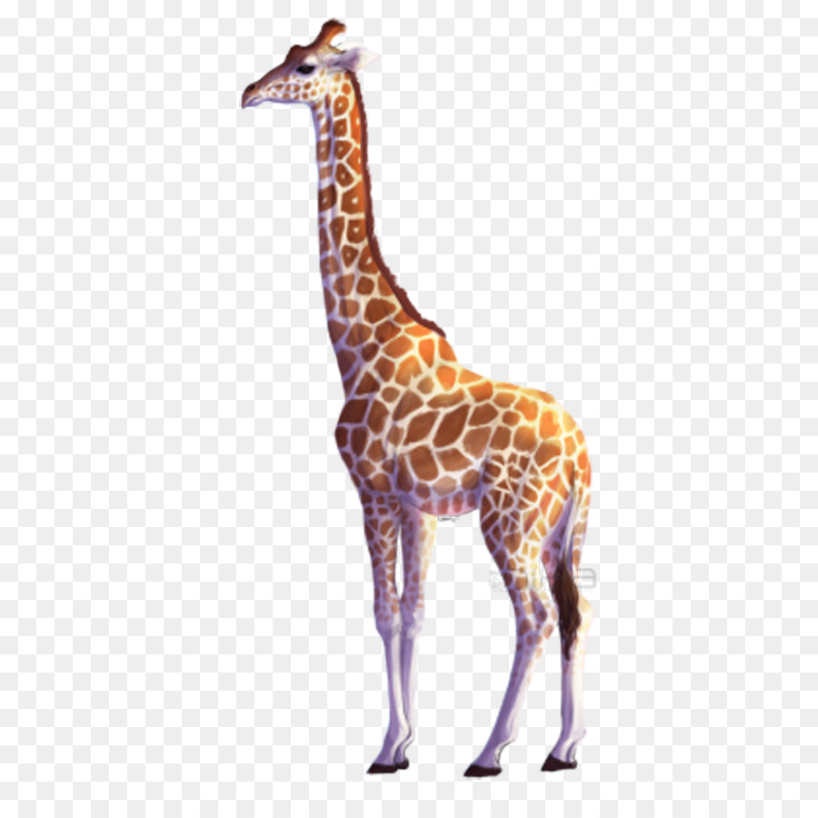 900x900 Quickly All About Giraffes Northern Giraffe Drawing Clip Art