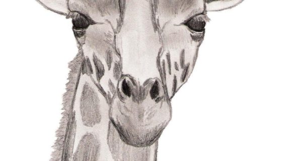 570x320 Giraffe Pencil Drawings Drawing Face Giraffe Criatividade Desenho