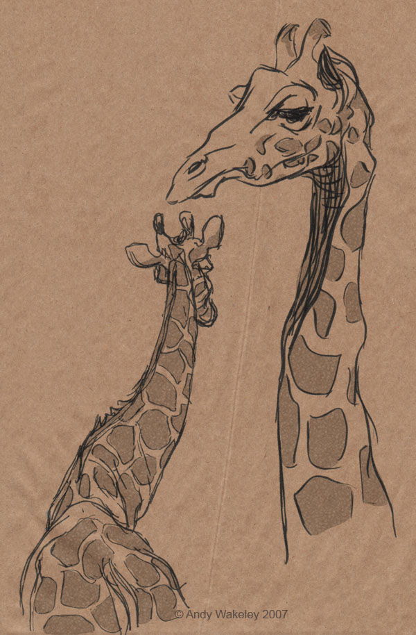 600x914 Giraffe Sketches. By Andy Wakeley. Httpswww
