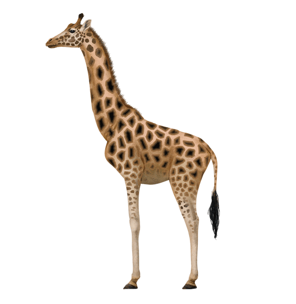 600x616 Draw Animals Zebras And Giraffes Tutorials Draw