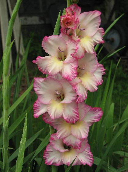 419x561 Gladiolus Flower Facts And Meaning August Birth Flower