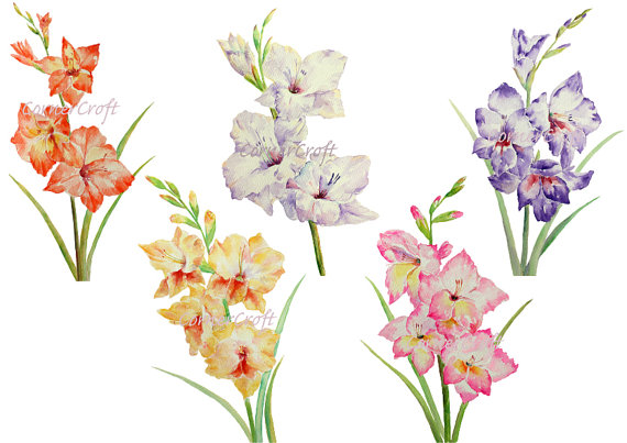 570x403 Hand Painted Watercolour Flowers Gladiolus White By Cornercroft