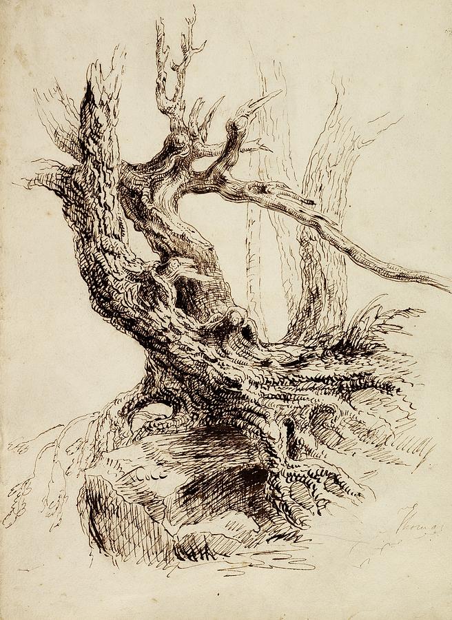656x900 Gnarled Tree Trunk Drawing