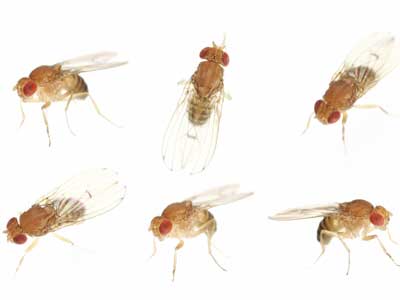 400x300 Gnat Infestation Howstuffworks