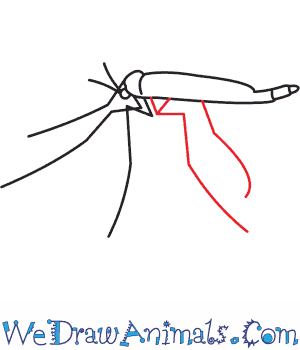 300x350 How To Draw A Fungus Gnat