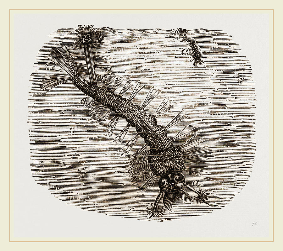 900x801 Larva Of Common Gnat Drawing By Litz Collection