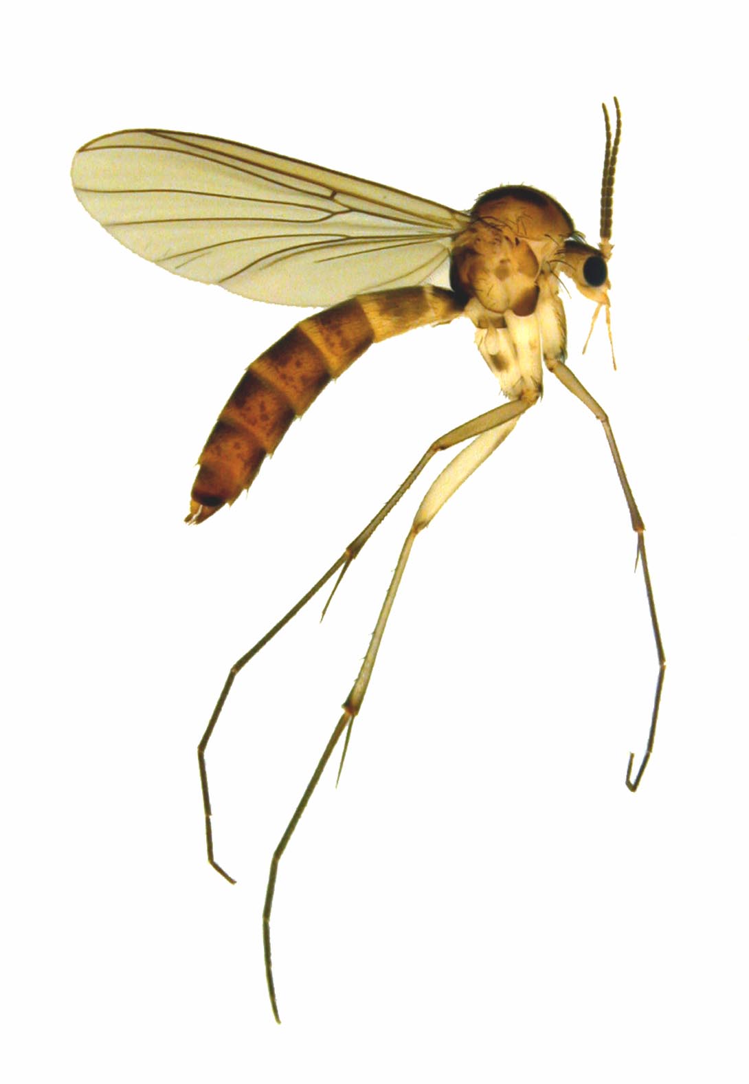 1090x1577 Media Gallery Fungus Gnats Online