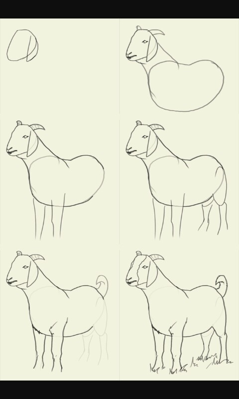 Goat Drawing at GetDrawings | Free download