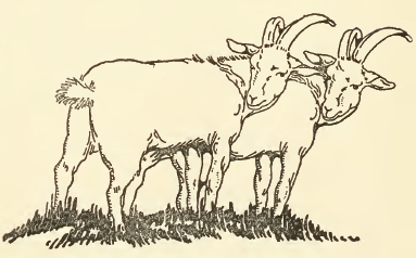 383x238 Public Domain Goat Drawing