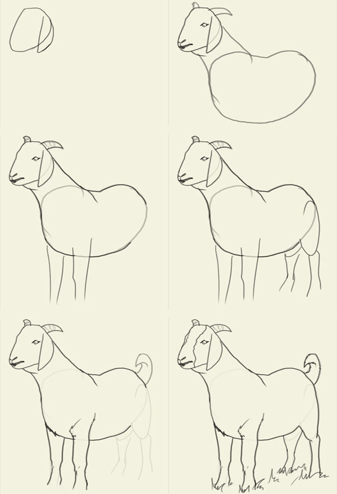 660x967 How To Draw Animals Goat Art Draw Animals, Animal
