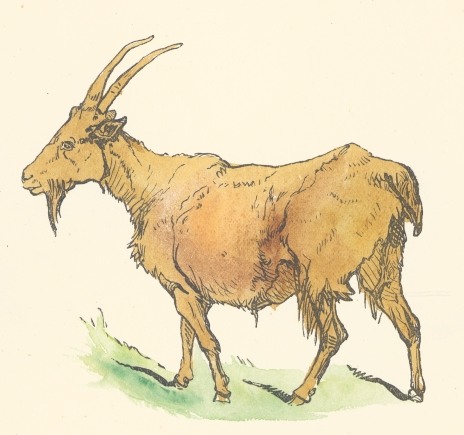 464x435 Brown Goat Drawing