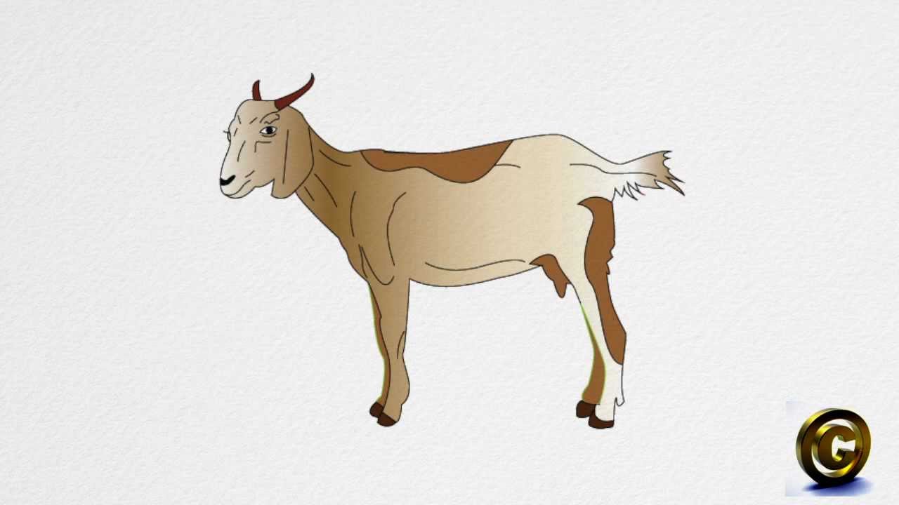 1280x720 How To Draw A Goat Step By Step
