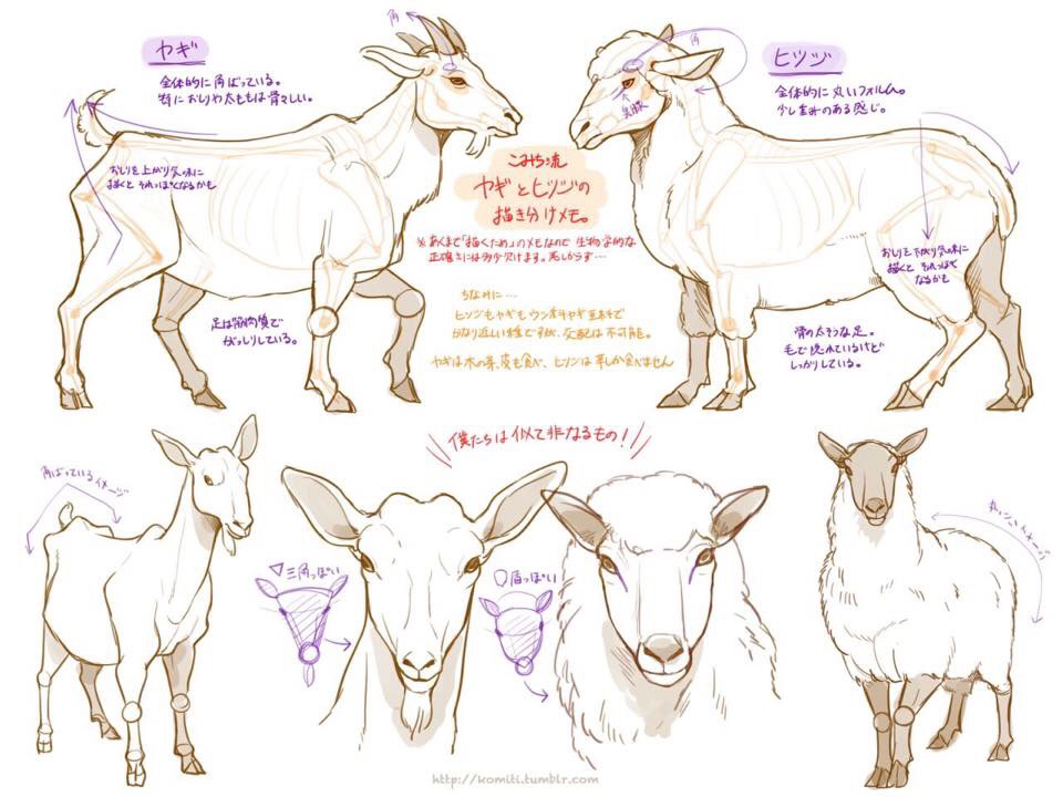 960x720 How To Draw Goats! Drawing References Goats