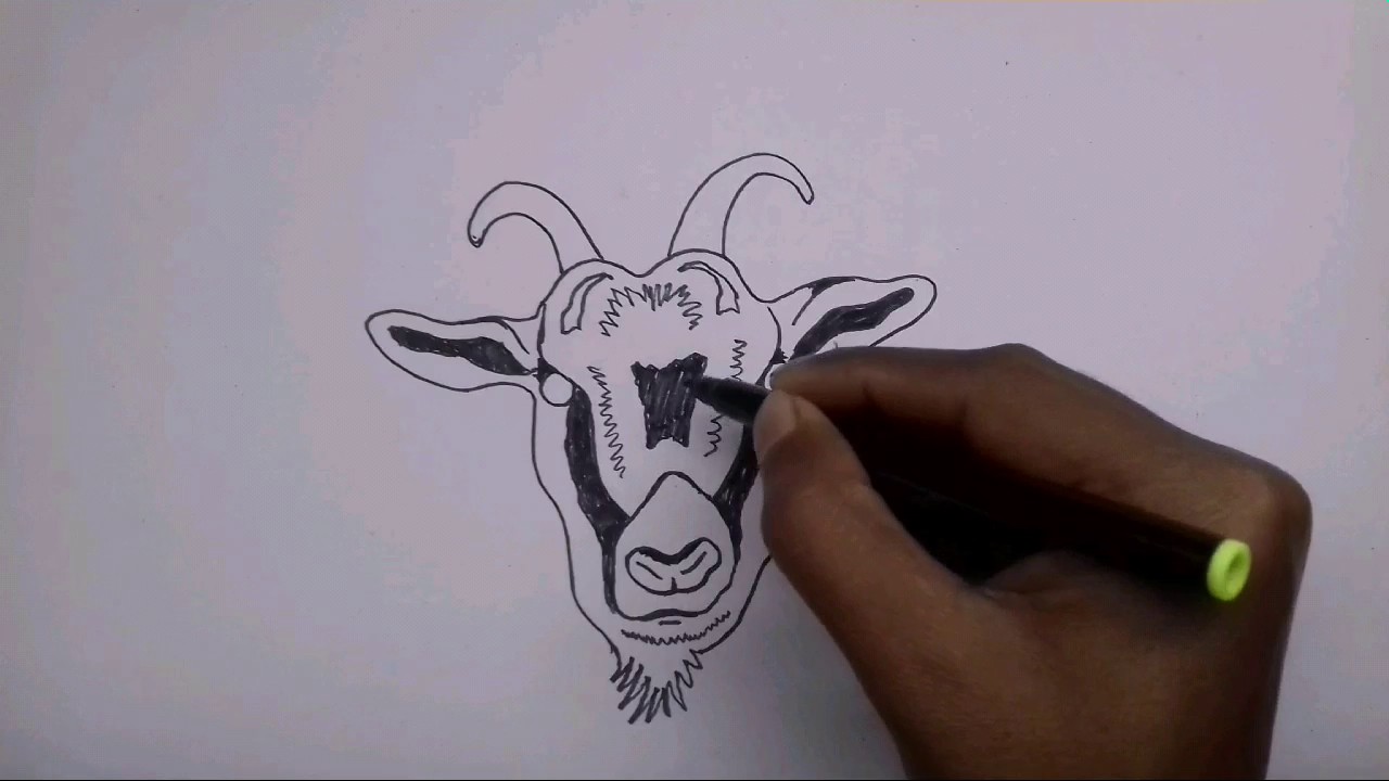 1280x720 How To Draw A Goat Face (Tribal)