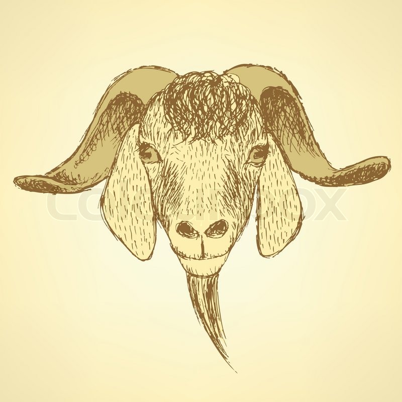 800x800 Sketch Cute Goat Head In Vintage Style, Background Stock Vector