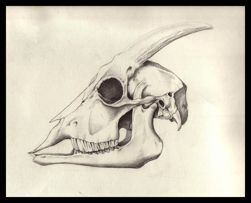 840x680 Goat Skull By Schapiro