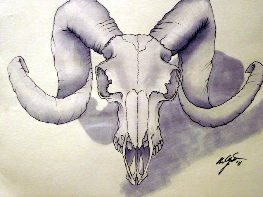 900x675 Zenangel13 Ram Skull