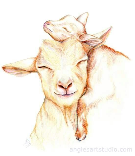 552x639 Pin By Cheryl Miller On Goats Goats, Drawings And Animal