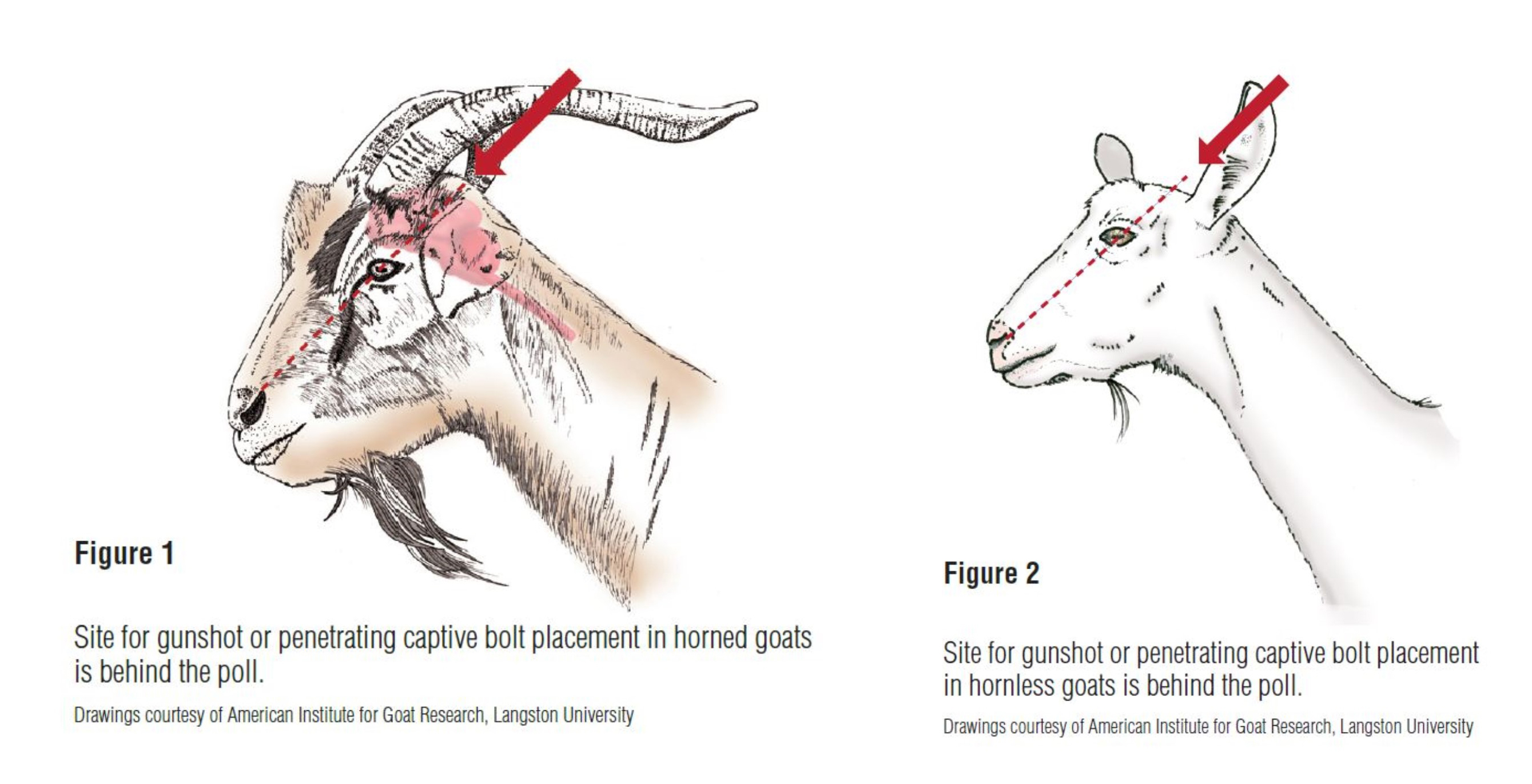 2679x1372 Steps For The Euthanasia Of Goats Ontario Goat