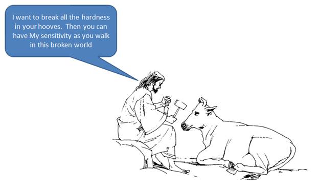 624x371 God Speaks Through Animals Cfcindia, Bangalore