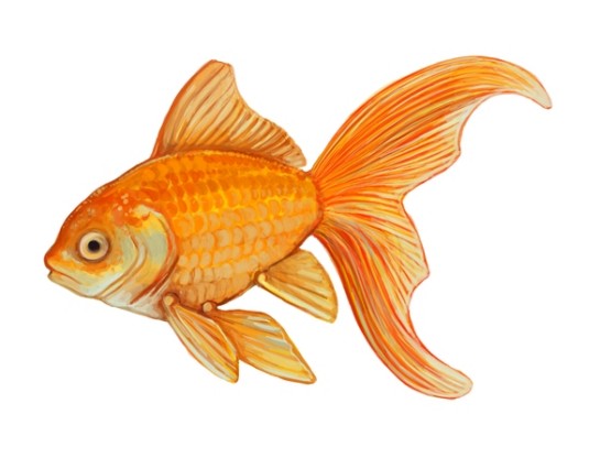 545x416 Goldfish Painting