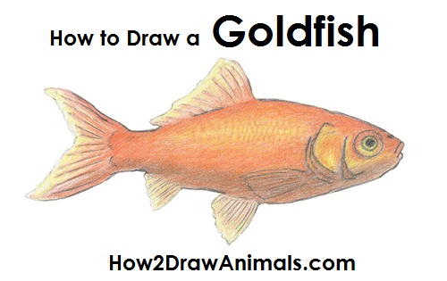 500x315 How To Draw Goldfish.jpg