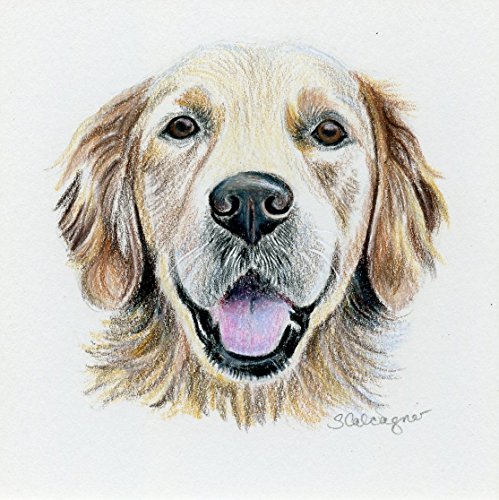 499x500 Golden Retriever Colored Pencil Drawing Handmade