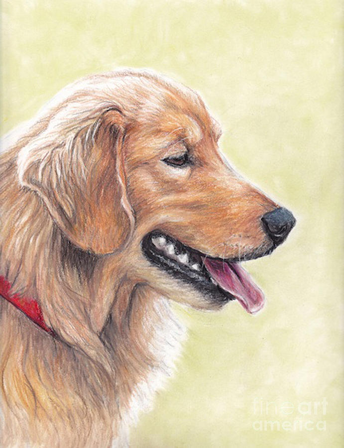 691x900 Golden Retriever Profile Drawing By Charlotte Yealey