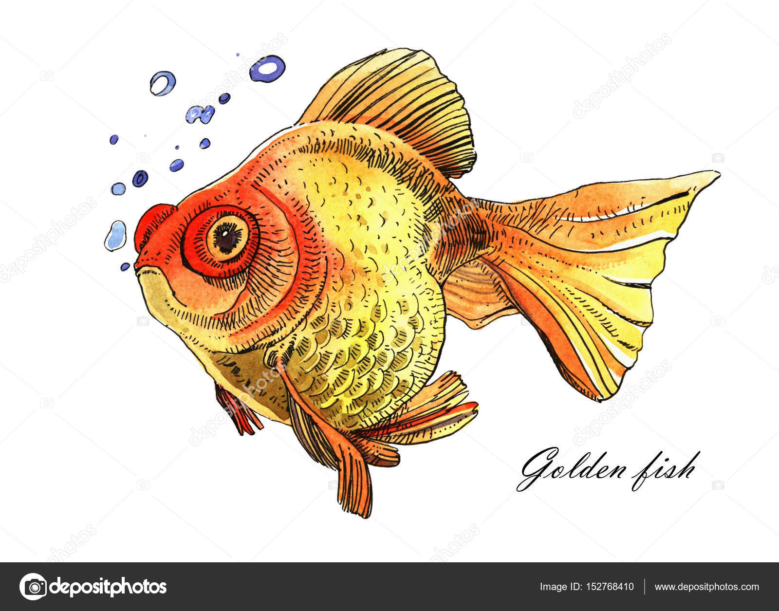 1600x1255 Watercolor Golden Fish, Hand Painted Drawing Of Outline Isolated