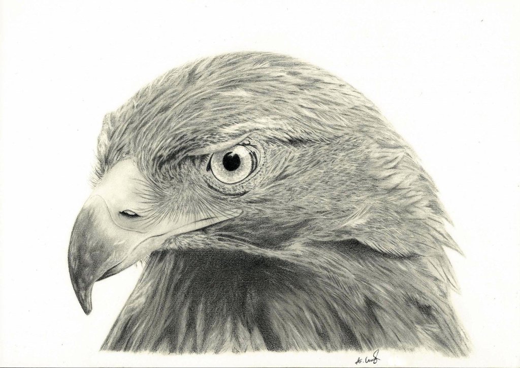 1024x725 Golden Eagle By Gough83