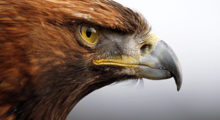 750x410 Mexican Golden Eagle Colorings Me