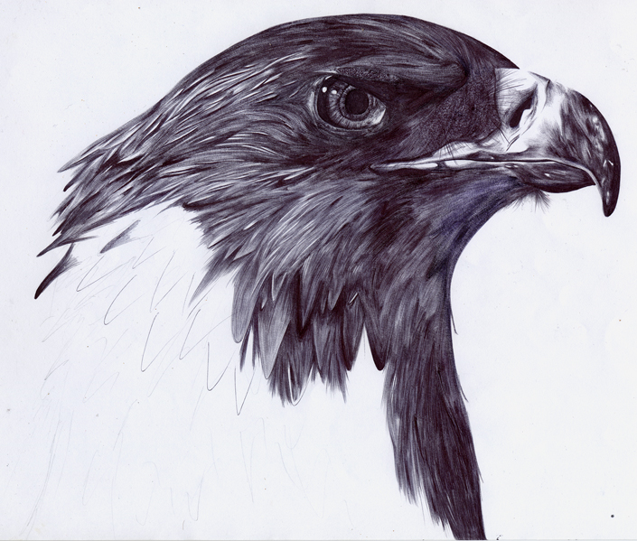 705x599 Pencil Drawings Of Eagles The Shading Is Pretty Bad