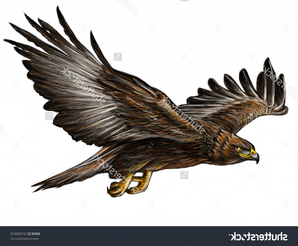 1024x846 Related Pictures Eagles Flying Over The Ocean Stock Photo 42061585