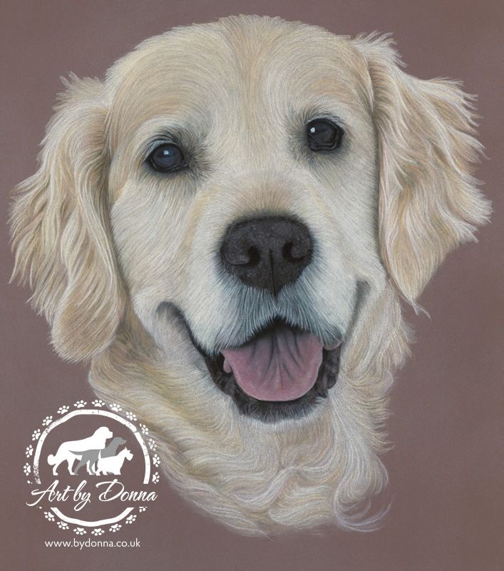 707x800 Golden Retriever Portrait