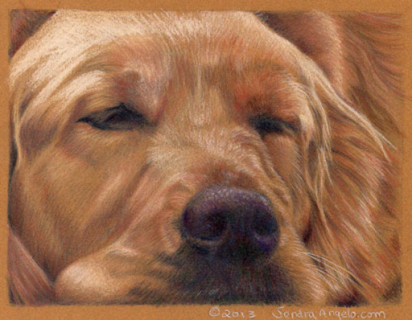 600x466 How To Draw A Golden Retriever With Colored Pencils
