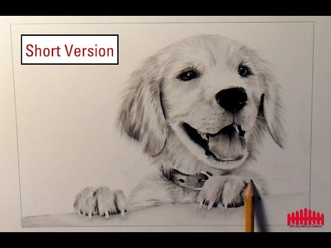 480x360 Pencil Drawing Dog