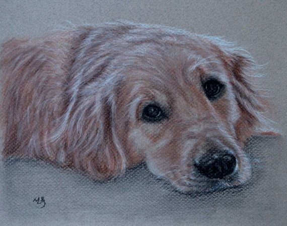 570x448 The 150 Best Images About Dogs3 On Portrait, Labradors