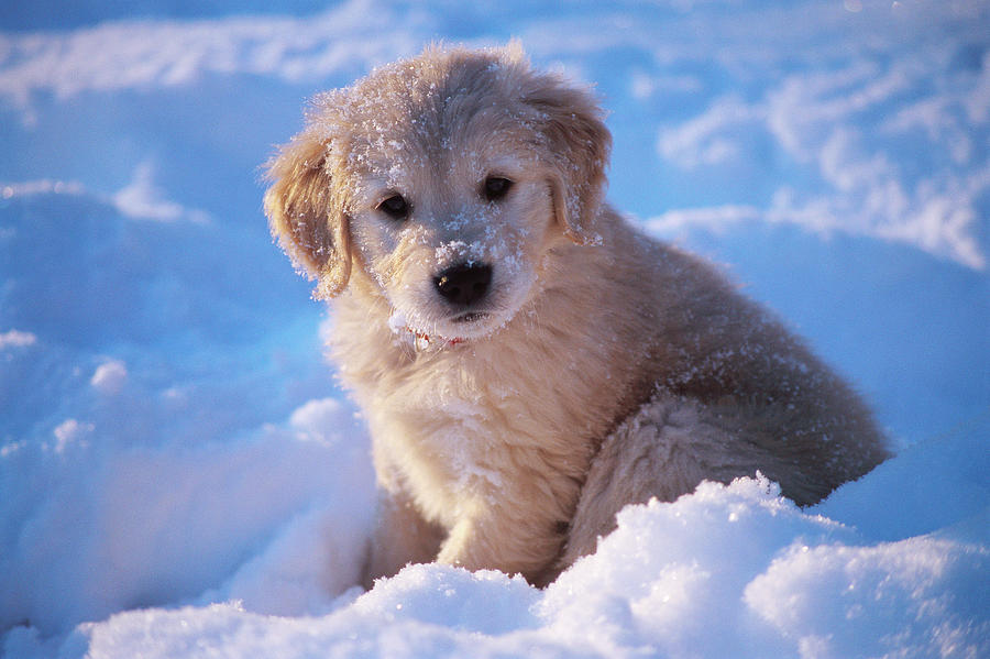 900x599 Golden Retriever Puppy Seated In Snow Photograph By Stan Fellerman