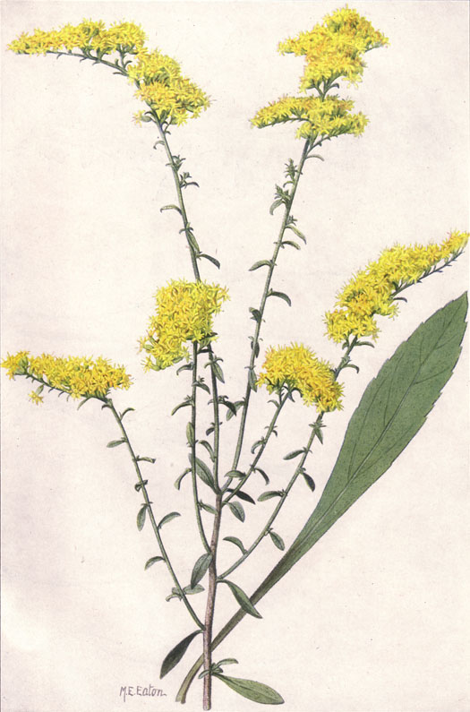 525x795 Filefield Goldenrod (Ngm Xxxi P511).jpg