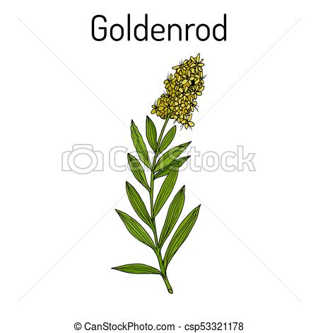 450x470 Goldenrod Solidago Virgaurea , Or Woundwort, Medicinal Vectors