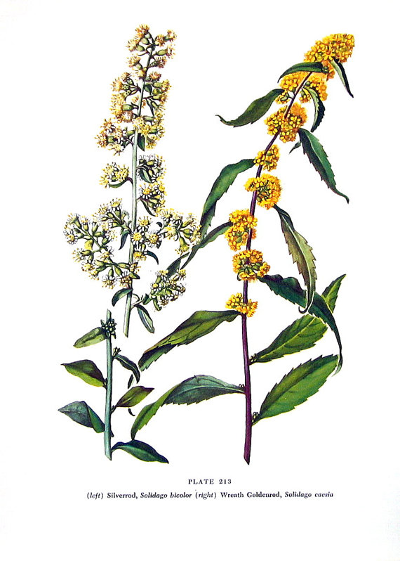 570x798 Items Similar To Silverrod, Wreath Goldenrod Flowers