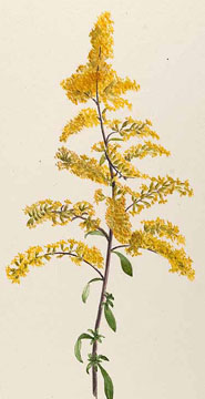 185x360 Old Field Goldenrod Seeds From Alchemy Works