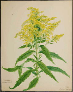 237x300 Prairie Plants And Pollinators A Feast Of Goldenrod Nectar