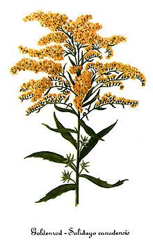 220x356 Goldenrod Drawing