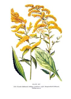236x329 Goldenrod Scientific Illustration