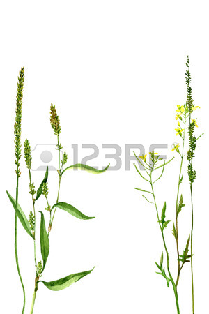 300x450 Background With Watercolor Drawing Wild Flowers Of Clover, Painted