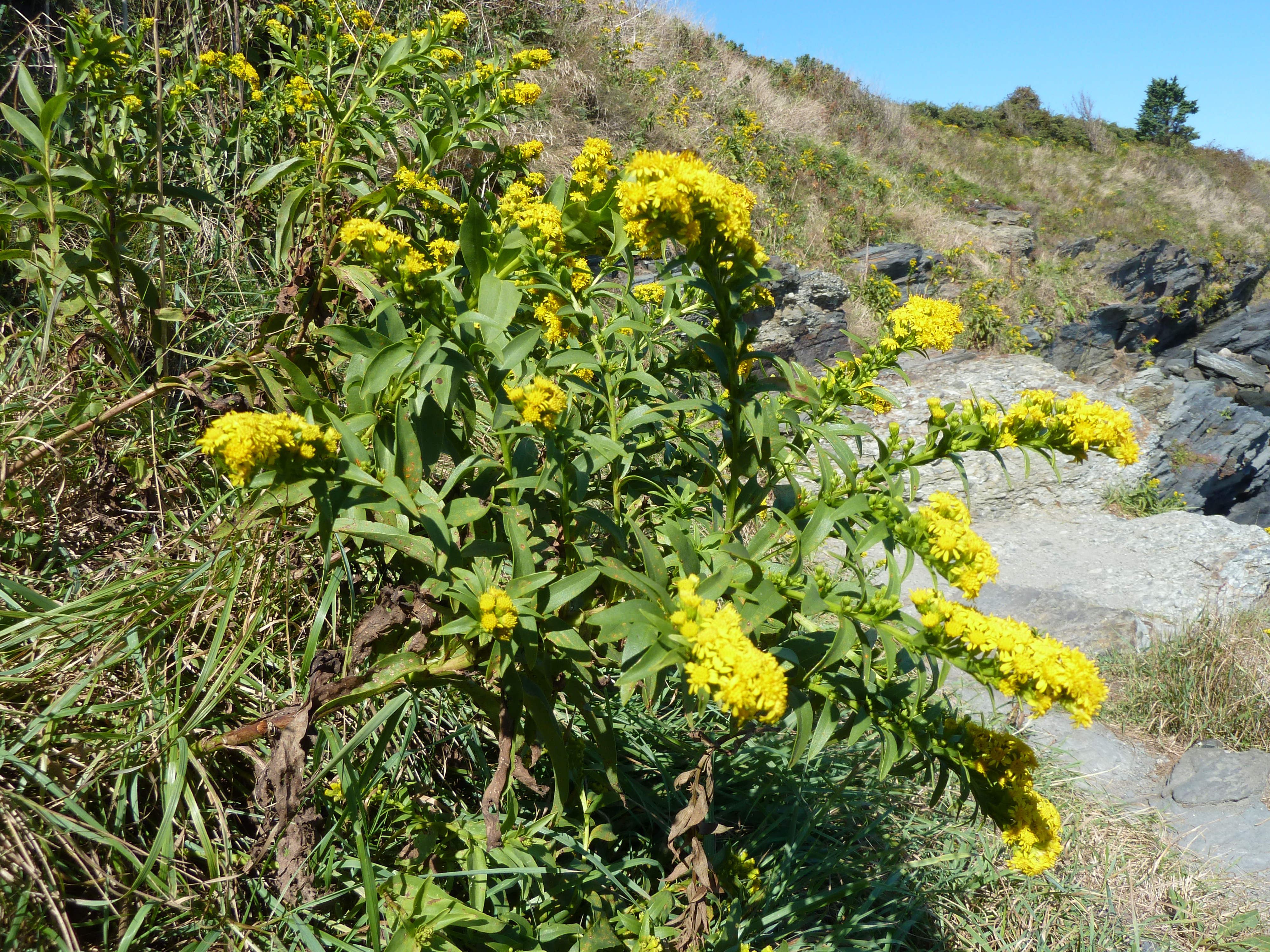 4000x3000 Family Aster The Traveling Naturalist
