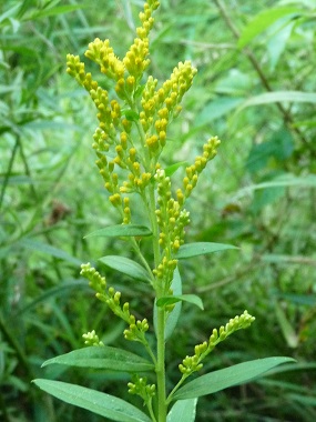 285x380 Goldenrod Pictures, Flowers, Leaves And Identification Solidago
