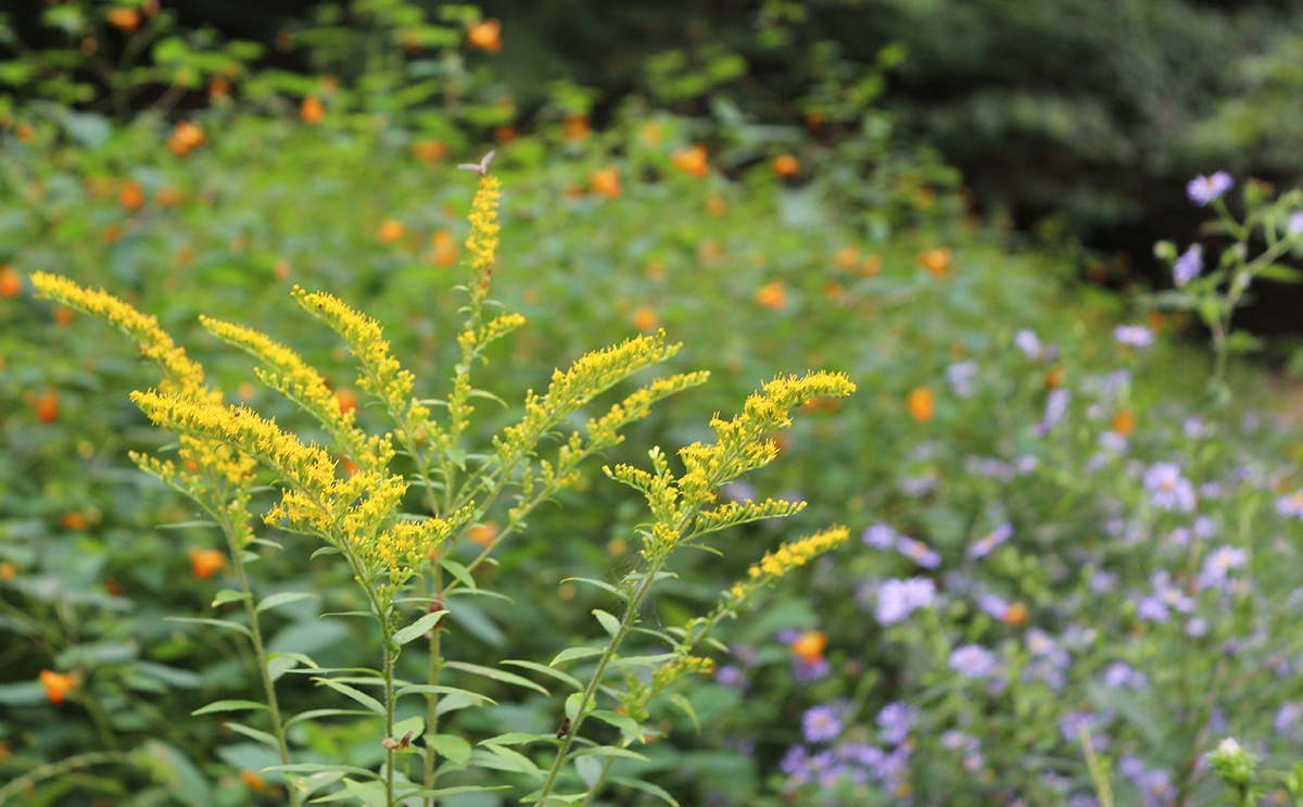 1200x743 Goldenrods Fireworks In The Fall